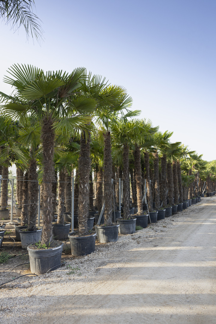 Trachycarpus fortunei