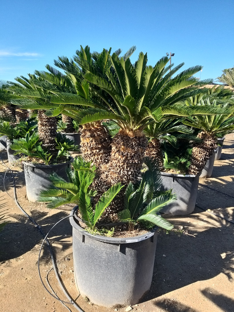 Cycas