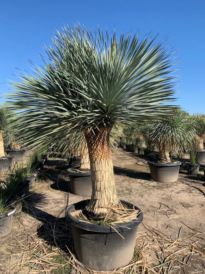 Yucca rostrata