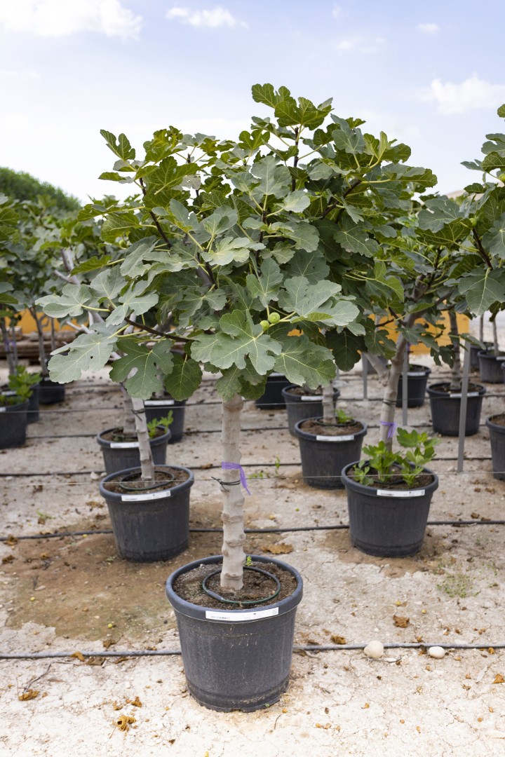 Fig trees