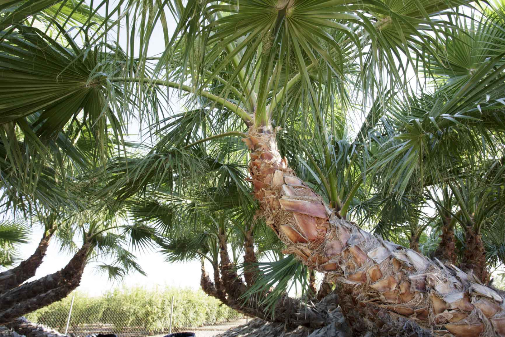 Washingtonia robusta