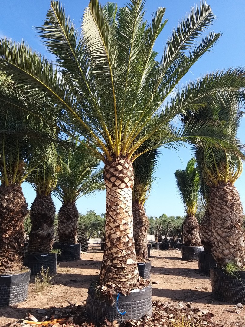 Phoenix canariensis